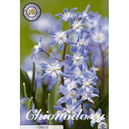 Vårstjärna Forbesii 20-pack